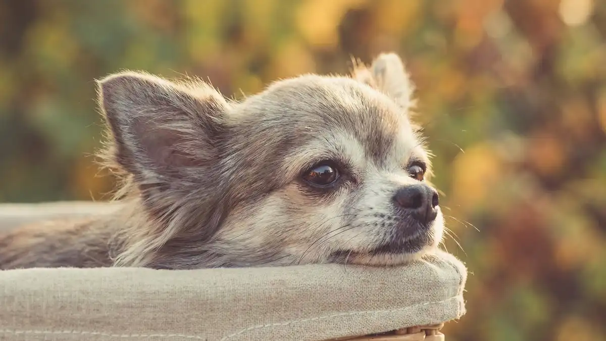 Patellaluxation beim Hund