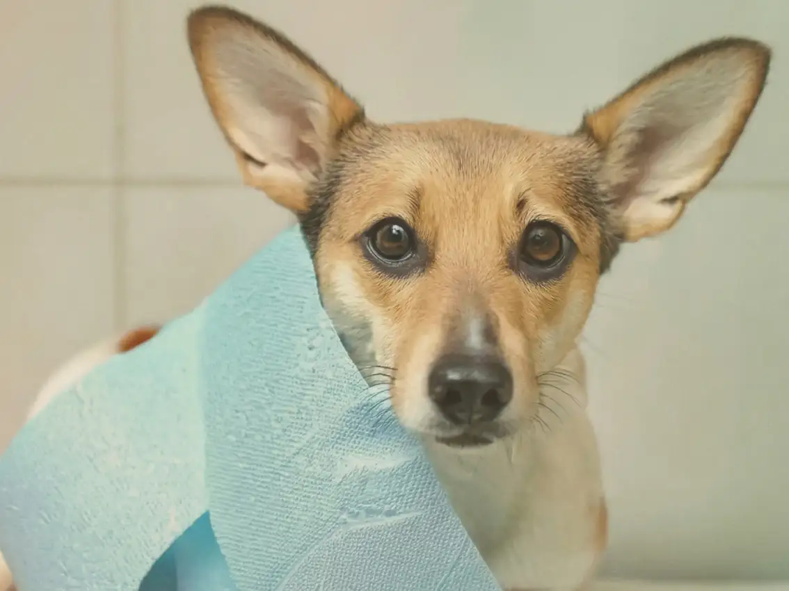 Hund mit Blähungen – Verdauung ganzheitlich betrachten