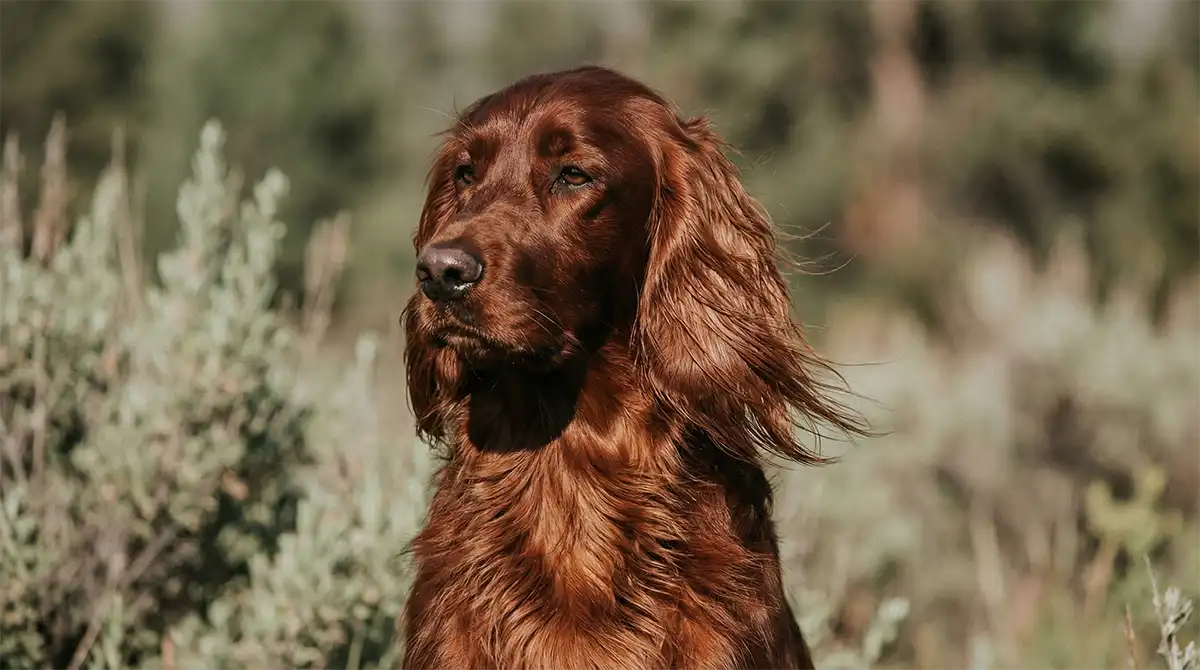 <Irish Setter mit glänzendem langen Fell
